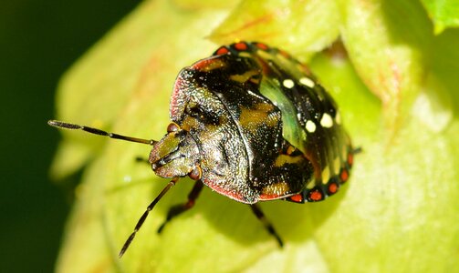 Nezara viridula young