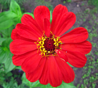 Red Flower photo