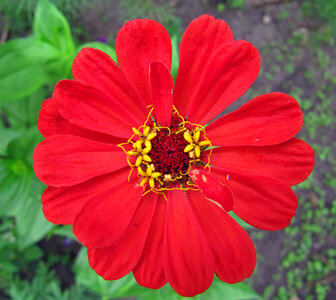 Red Flower 