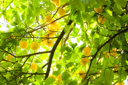 Citron citrum light