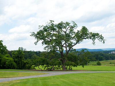 Grass Field with Trees and Mountains photo