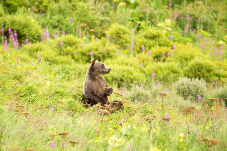 Kodiak brown bear sitting up