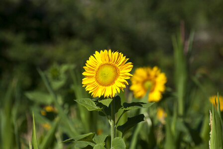 Yellow Sunflower on a Background of Greenery photo