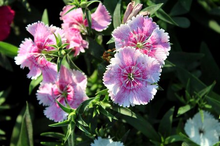 Beautiful Flowers bloom blooming