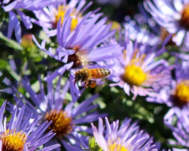 Flying sting pollen