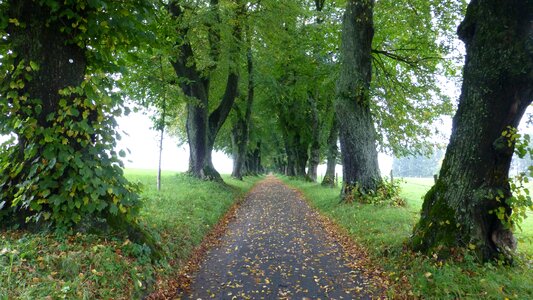 Autumn leaves fog