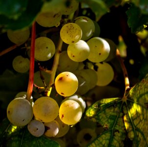 Food harvest healthy