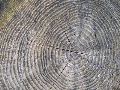 Tree rings years forest photo