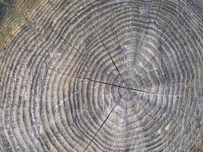 Tree rings years forest