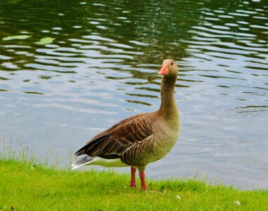 Water bird poultry bill