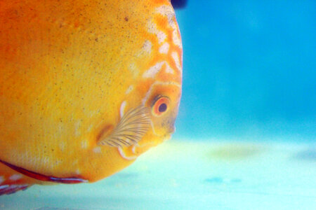 Bright Orange Fish Blue Water photo