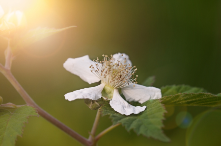 White plant nature