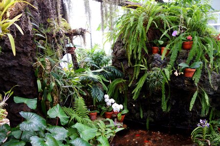 Orchid plant nursery photo