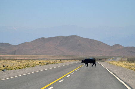 Cow crossing the road in Salta, Argentina photo