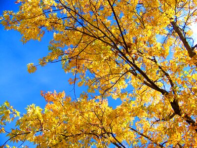 Golden yellow leaves photo