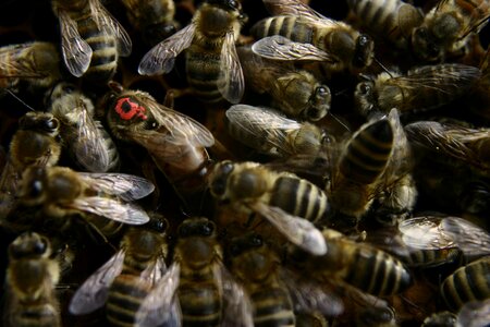 Honey bees honeycomb queen