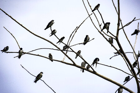 Tree Swallows sitting in the trees photo