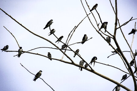 Tree Swallows sitting in the trees