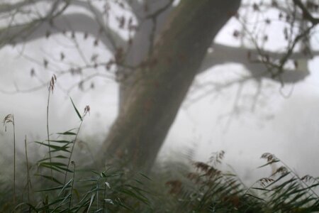 Animal bird branches photo