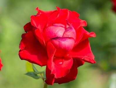 Rose flowers red rose