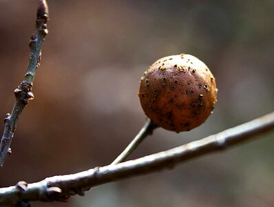 Autumn Season branch brown