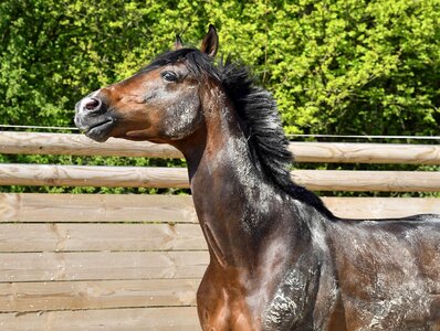 Animal cavalry fauna