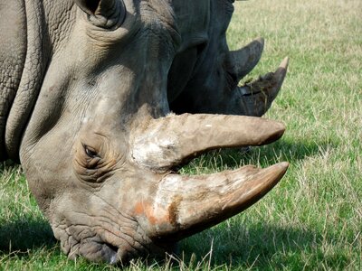 Safari park close up africa photo