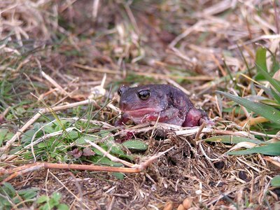Frog Scaphiopodidae toad photo