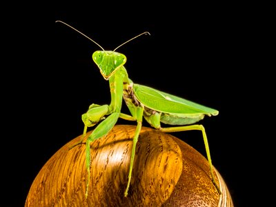 Fishing locust green close up photo