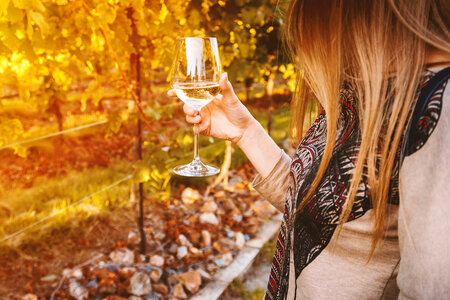 Young woman holding glass of white wine on the vineyard photo