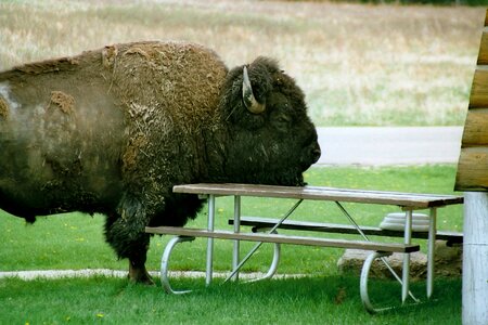 Bison severe head picnic