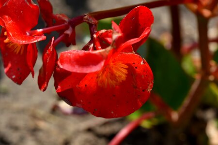 Endemic horticulture plant