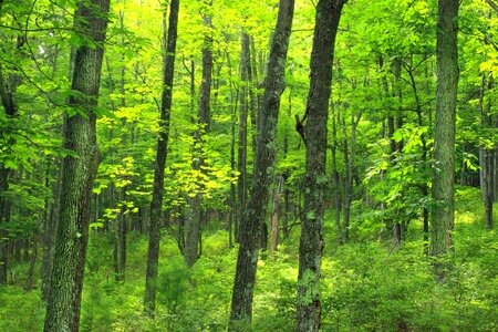 Branch daylight ecology photo