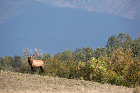 Bull Elk in landscape-1 photo