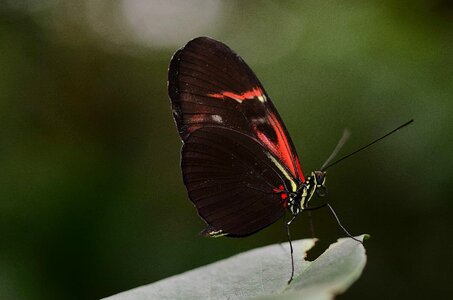 Animal arthropod beautiful photo
