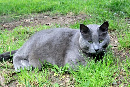 Animal cat claw