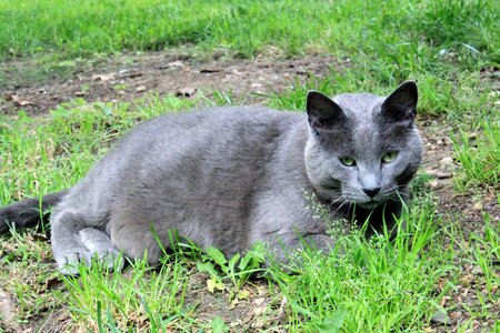 Animal cat claw photo