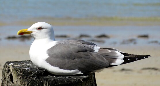 Seagull white grey