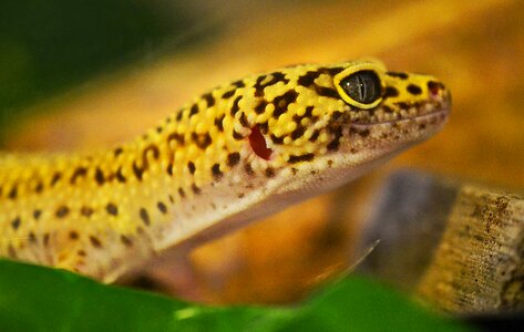 Animal biology brown
