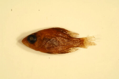 Ambloplites ariommus