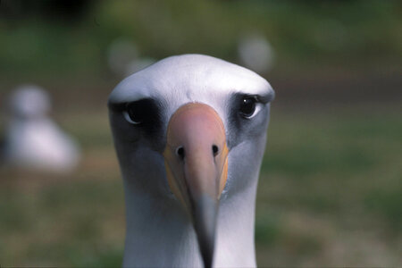 Laysan albatross photo