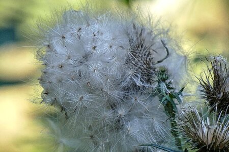 Beautiful beautiful flowers biology