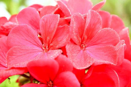 Bloom close-up pink