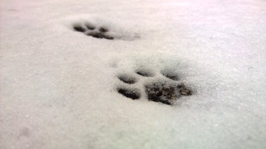 Cat track paw prints cat