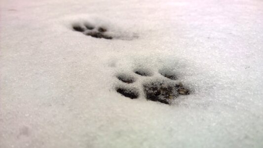 Cat track paw prints cat photo