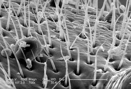 Bug exoskeleton greenery