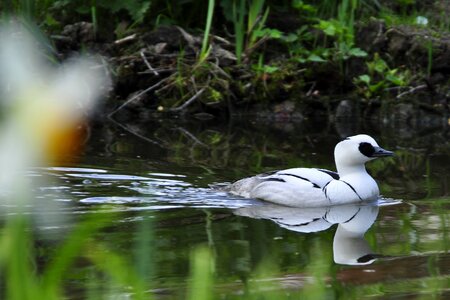 Water bird animal animal world photo