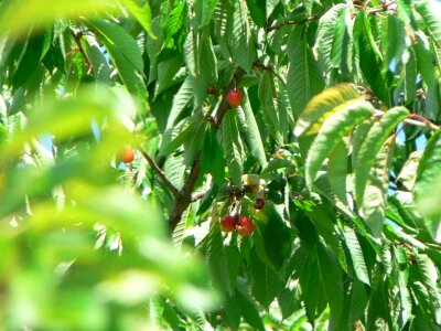 Tree  