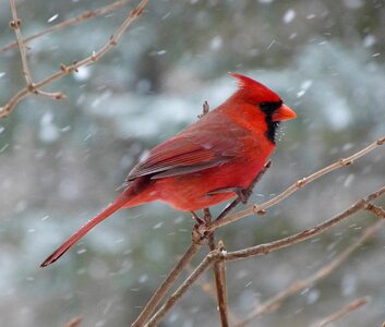 Snow winter red