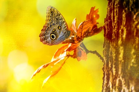 Butterfly tree bokeh